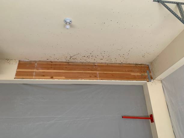 Biohazard Mold Removal in Duncansville, PA